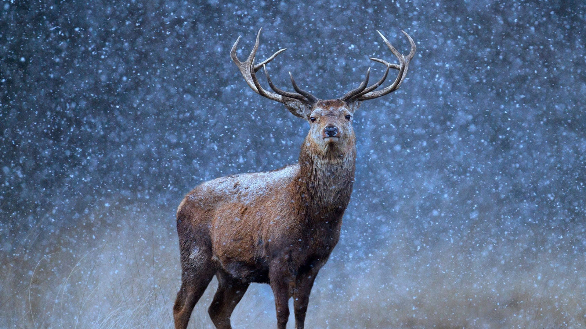 Reindeer Wallpaper