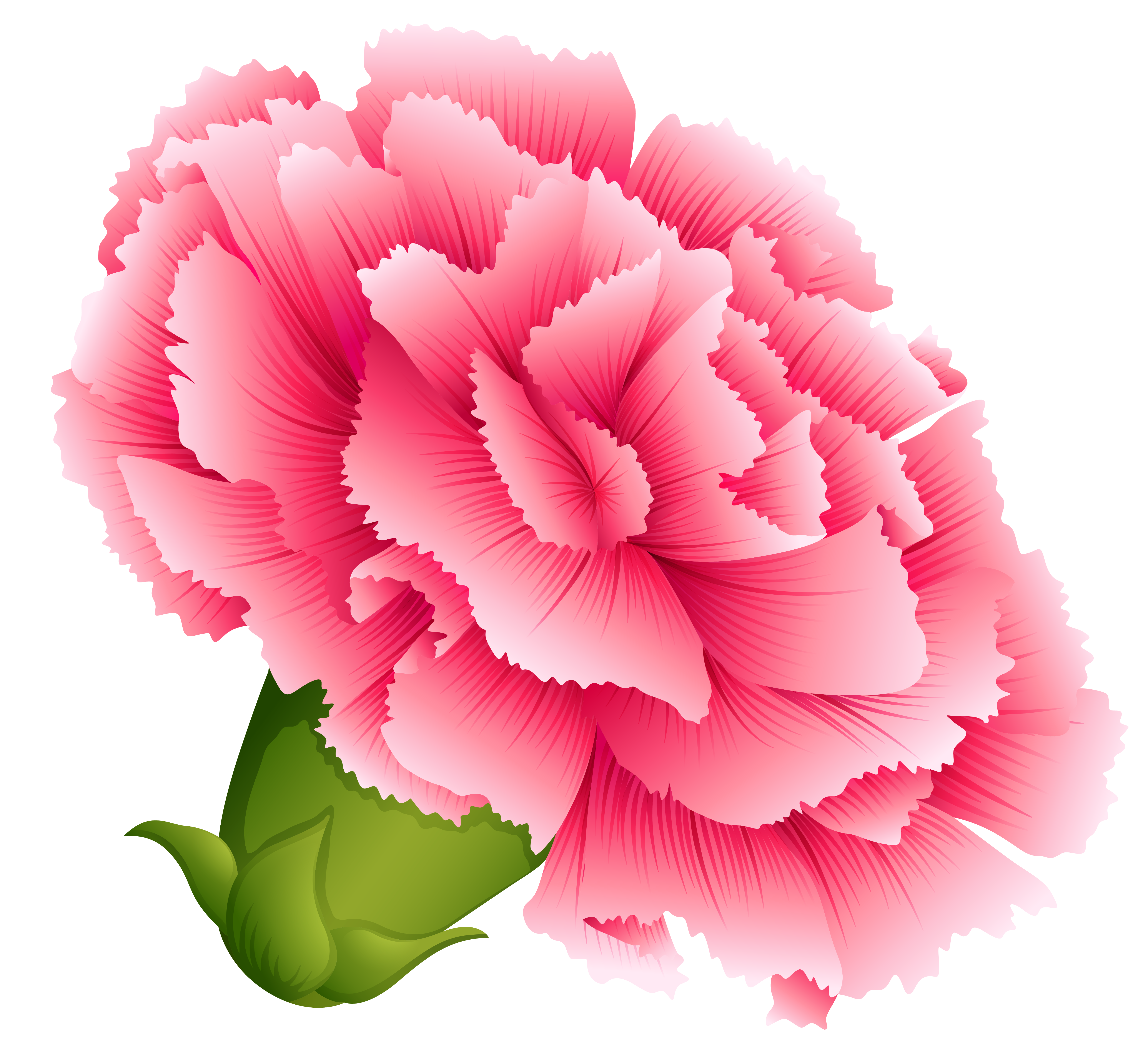 Carnation Cliparts Clip Art On