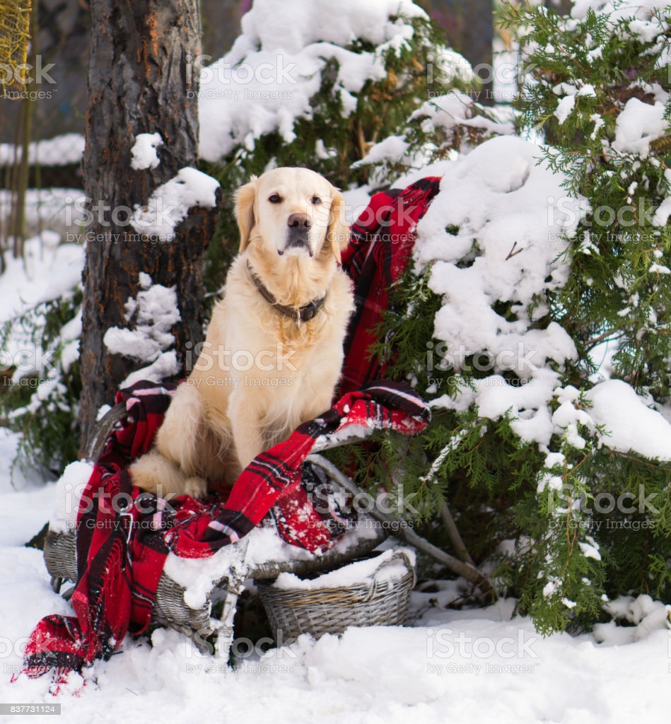 🔥 Free download Adorable Golden Retriever Dog Sitting On Backyard