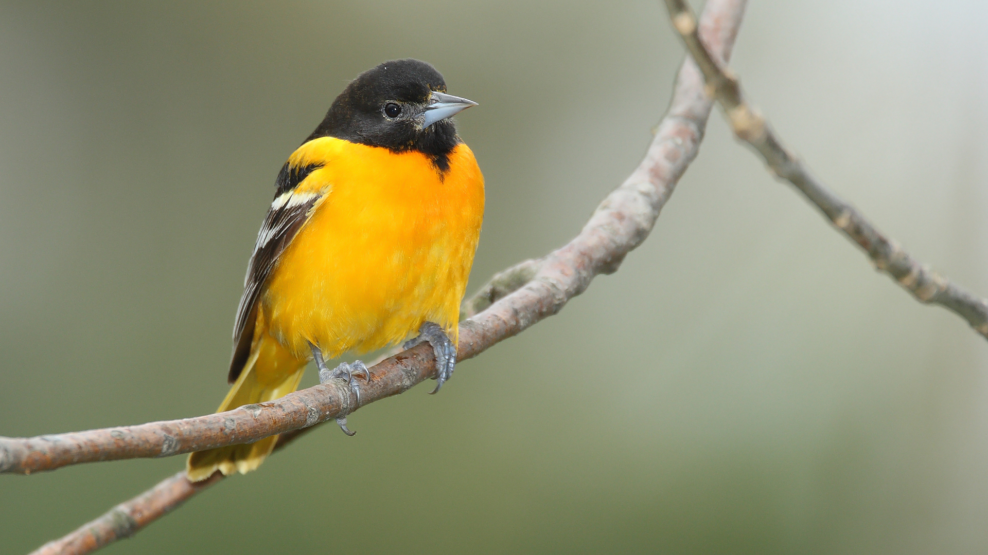 Oriole Photos And Wallpaper Collection Of The Northern
