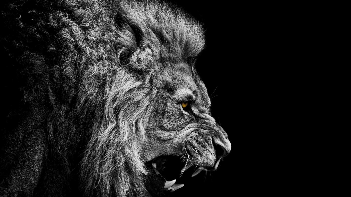 Majestic Angry Lion Black e White Papel de parede Ded Bfc Lion