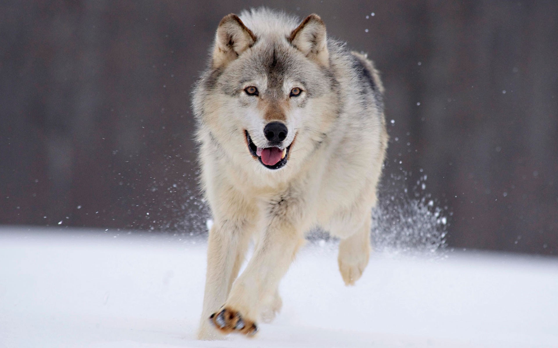 Animals Nature Wolf Snow Run Wallpaper HD Desktop