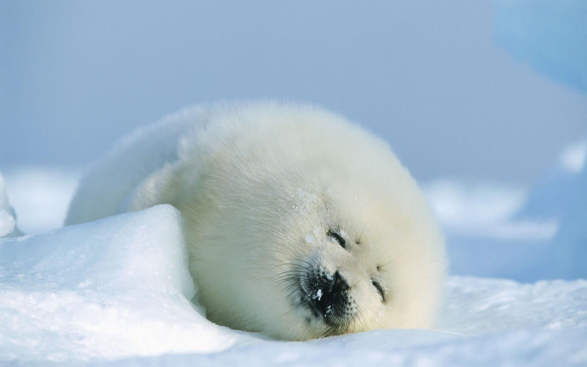 Dor27 Awesome Baby Seal Background Wallpaper