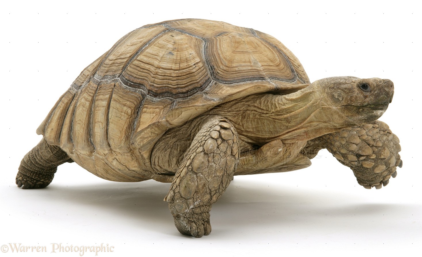 free-download-wp17217-african-giant-tortoise-testudo-sulcata-1467x894