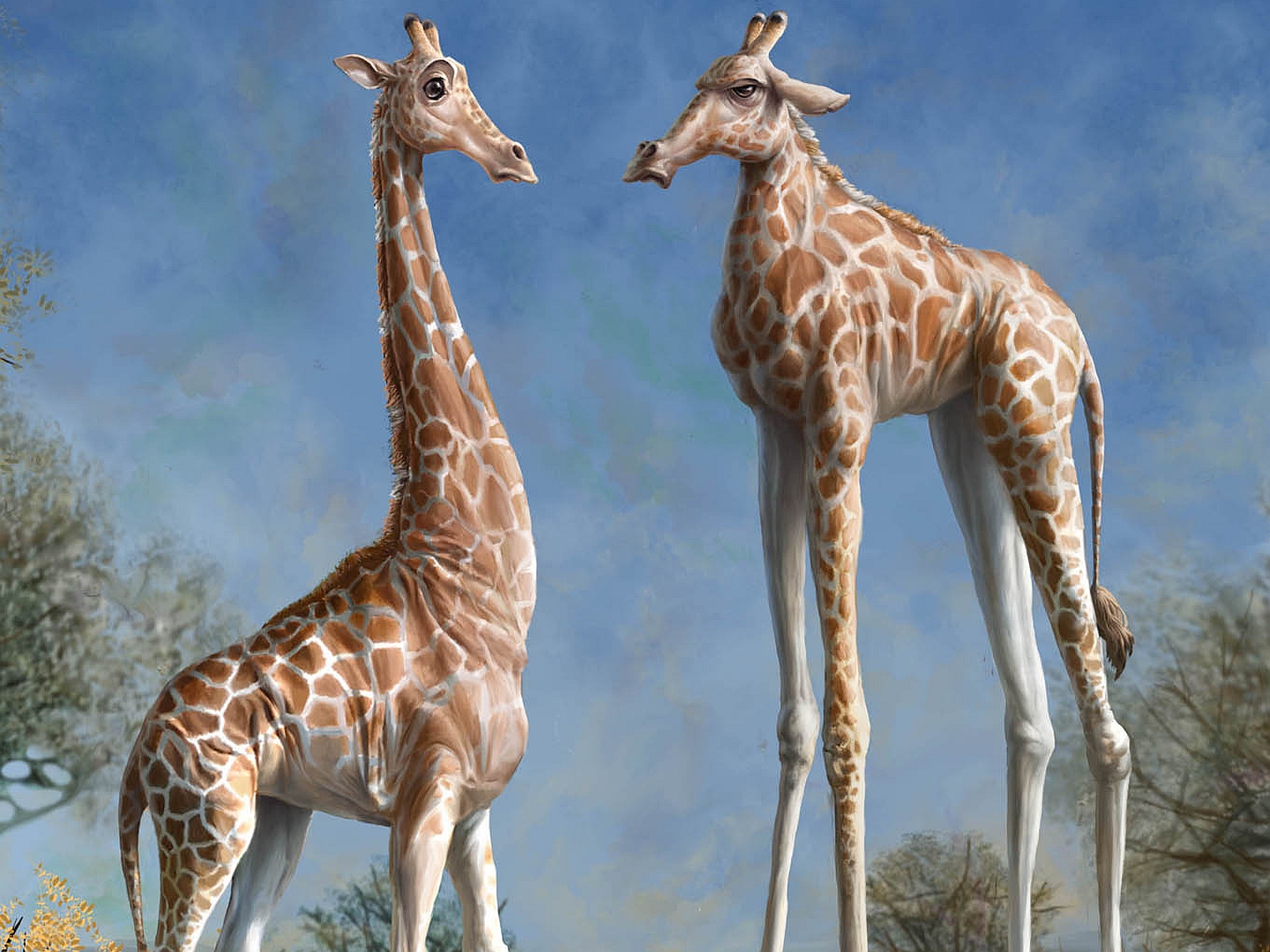 Giraffe Puter Wallpaper Desktop Background Id