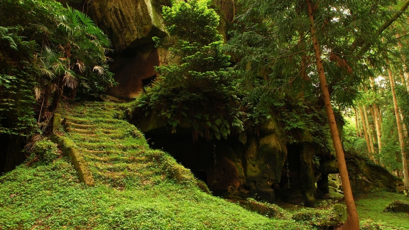  3419 Category Nature Hd Wallpapers Subcategory Forests Hd Wallpapers 800x450