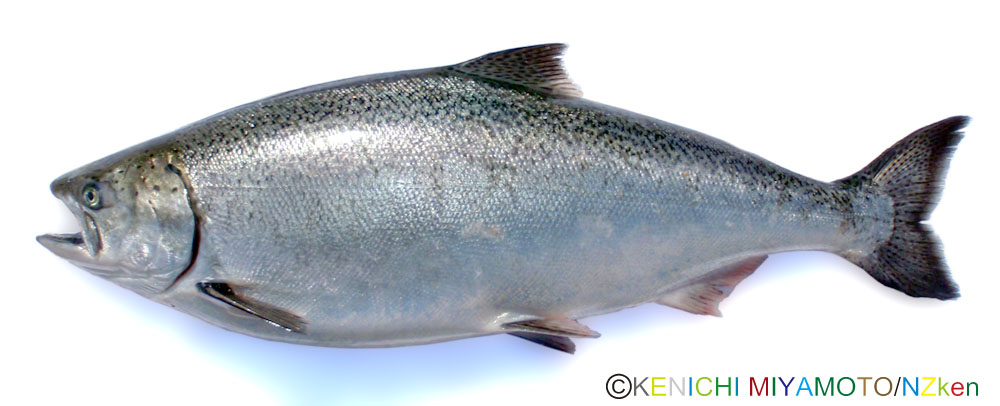Pin Chinook King Salmon
