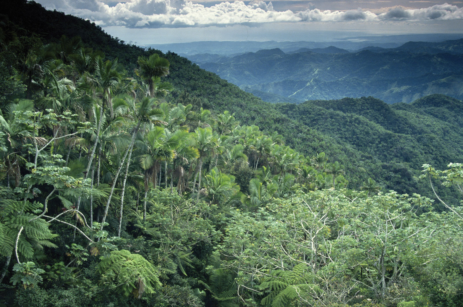 Tropical Rainforest HD Wallpaper IwallHD