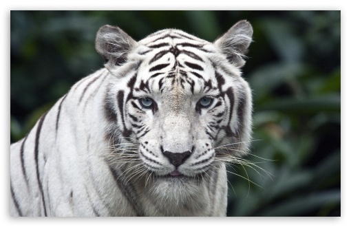 White Tiger HD desktop wallpaper Widescreen High Definition 510x330
