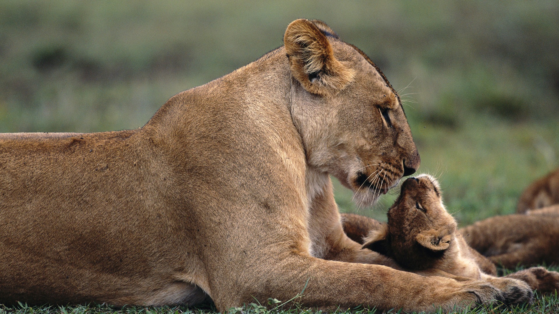 Lioness With A Cub Wallpaper And Image Pictures