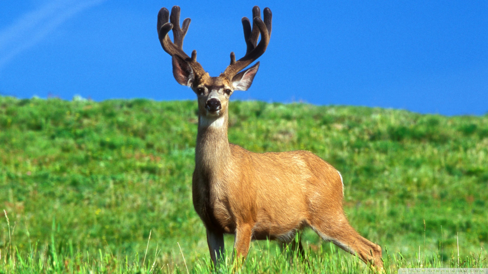 Male Deer Wallpaper