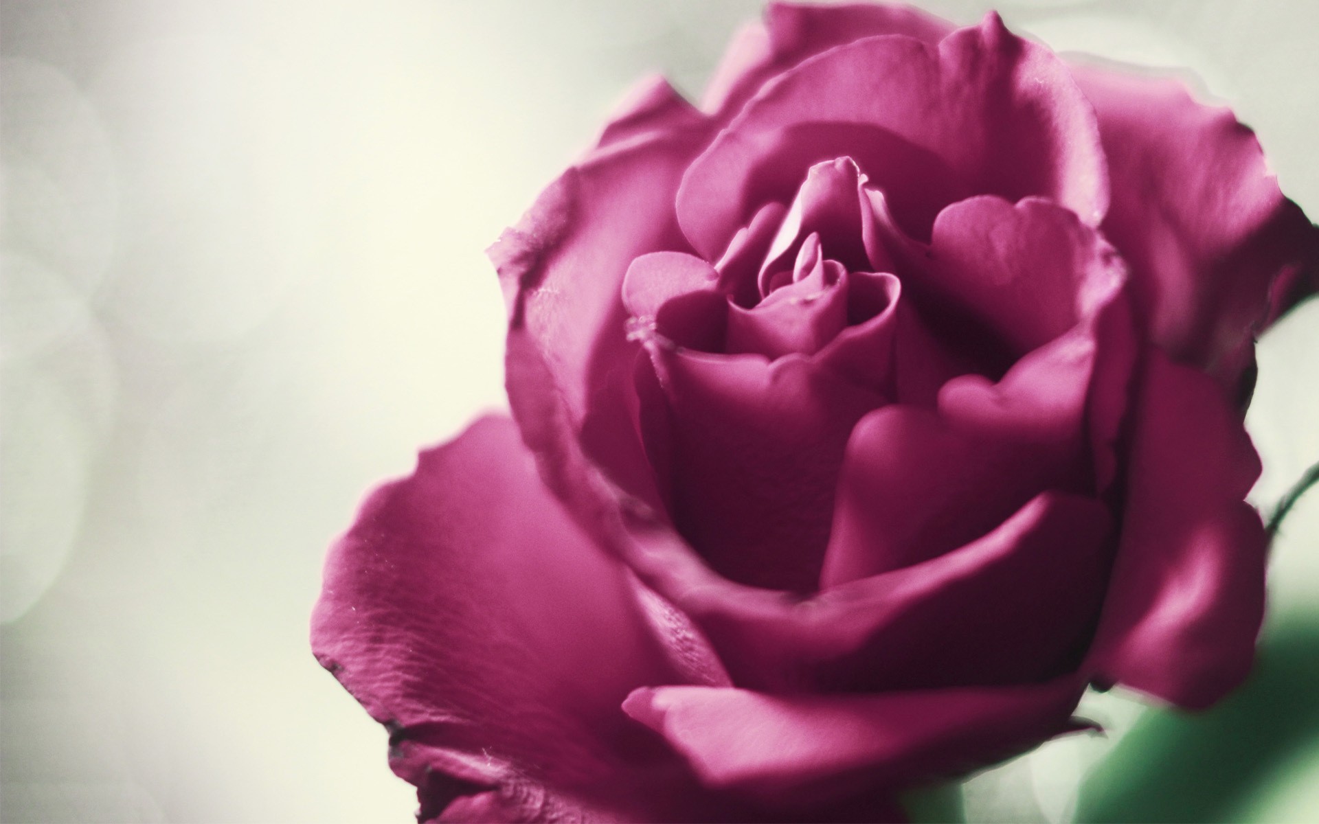 Beautiful Purple Rose HD Wallpaper Background