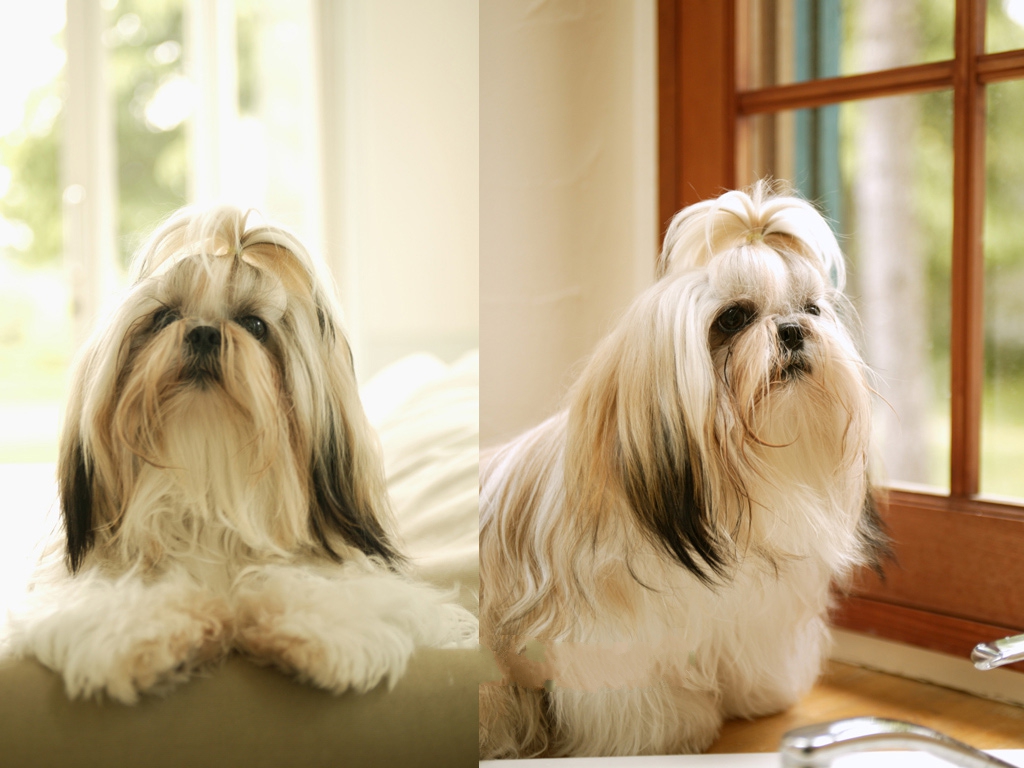 Shih Tzu Pet Dog Desktop What A Fashionable And Beautiful Puppy