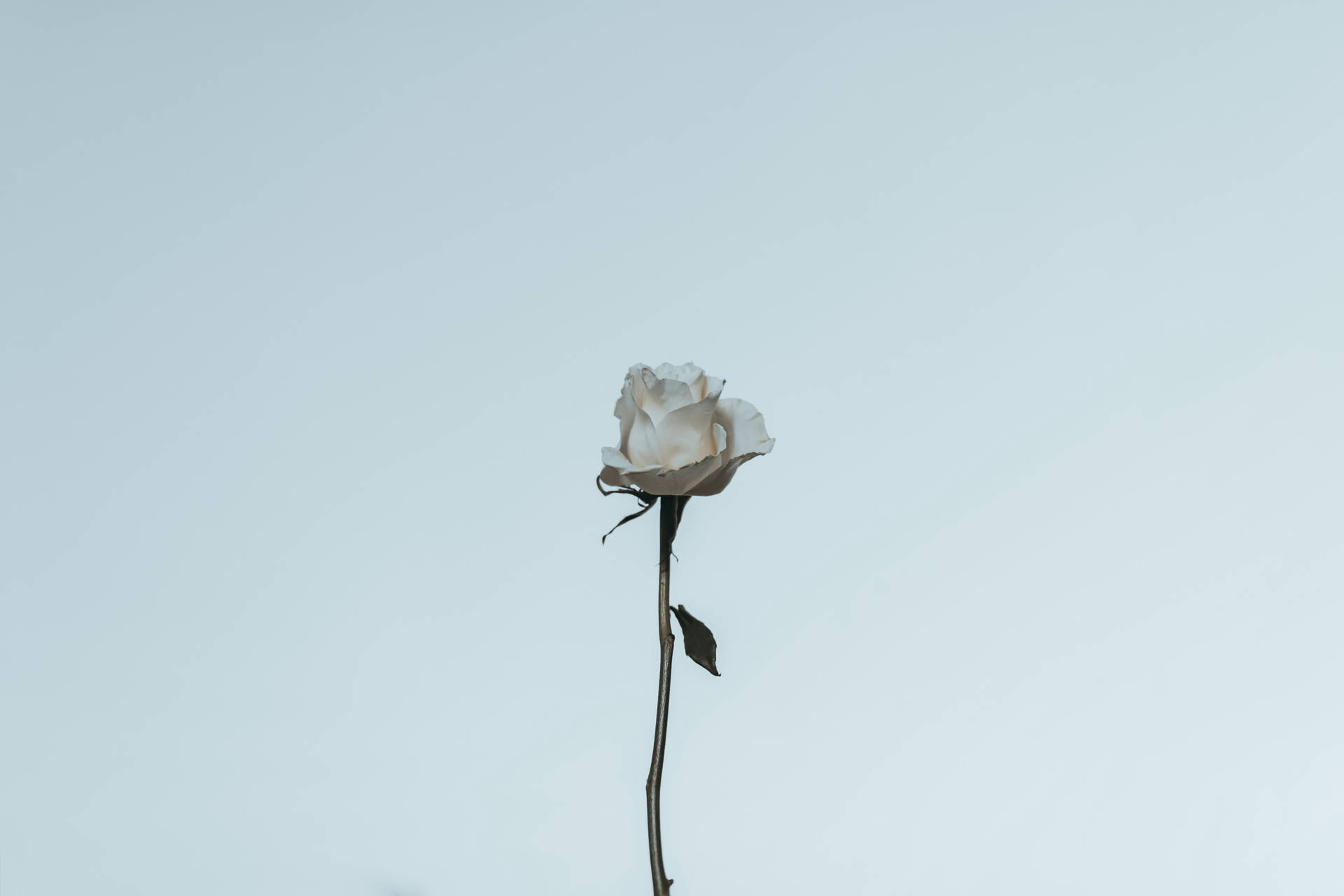 Rose Aesthetic Wallpaper