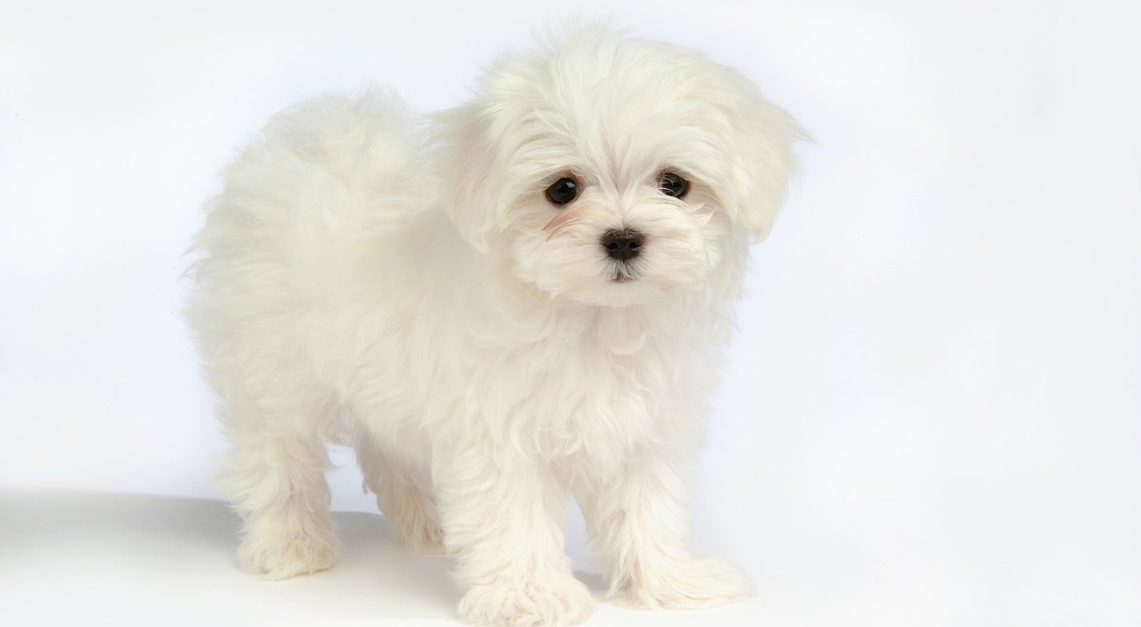 Cute White Puppies Wallpaper Collection For Your Puter And