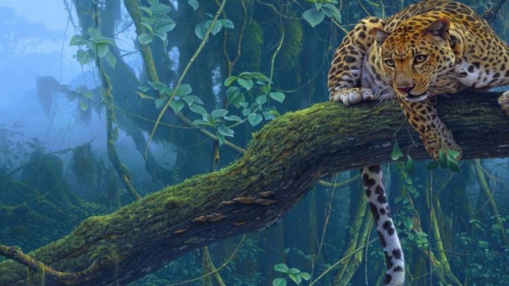 Free download Jaguar Animal Wallpapers WallpaperAnimals [736x413] for your  Desktop, Mobile & Tablet | Explore 93+ Jaguares Wallpapers | Black Jaguar  Wallpaper, Jaguar HD Wallpaper, Jaguar Desktop Wallpaper