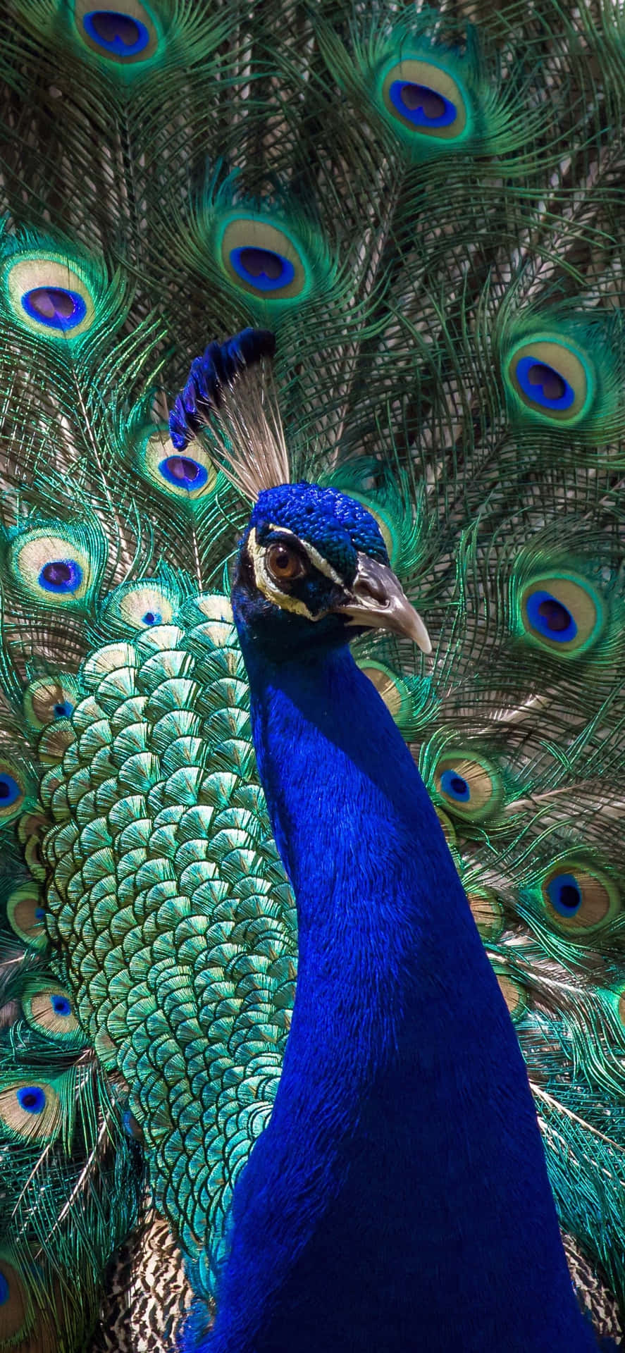 Bird iPhone Wallpaper
