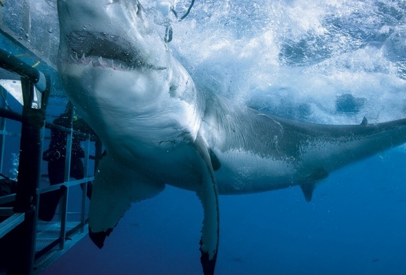 Wallpaper ocean underwater shark cage diver jaws bubbles desktop 590x400
