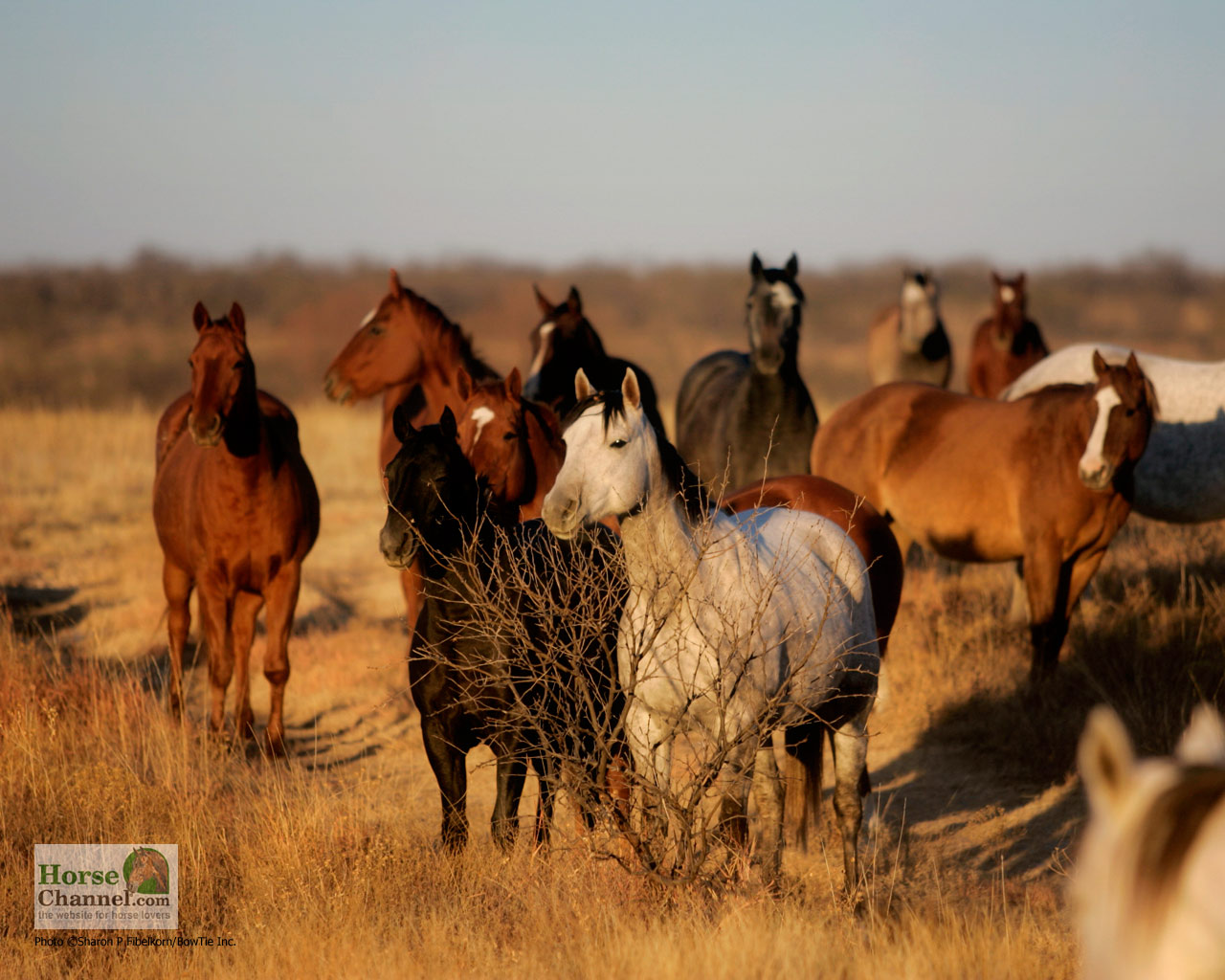 Western Desktop Wallpaper Ranch Horse