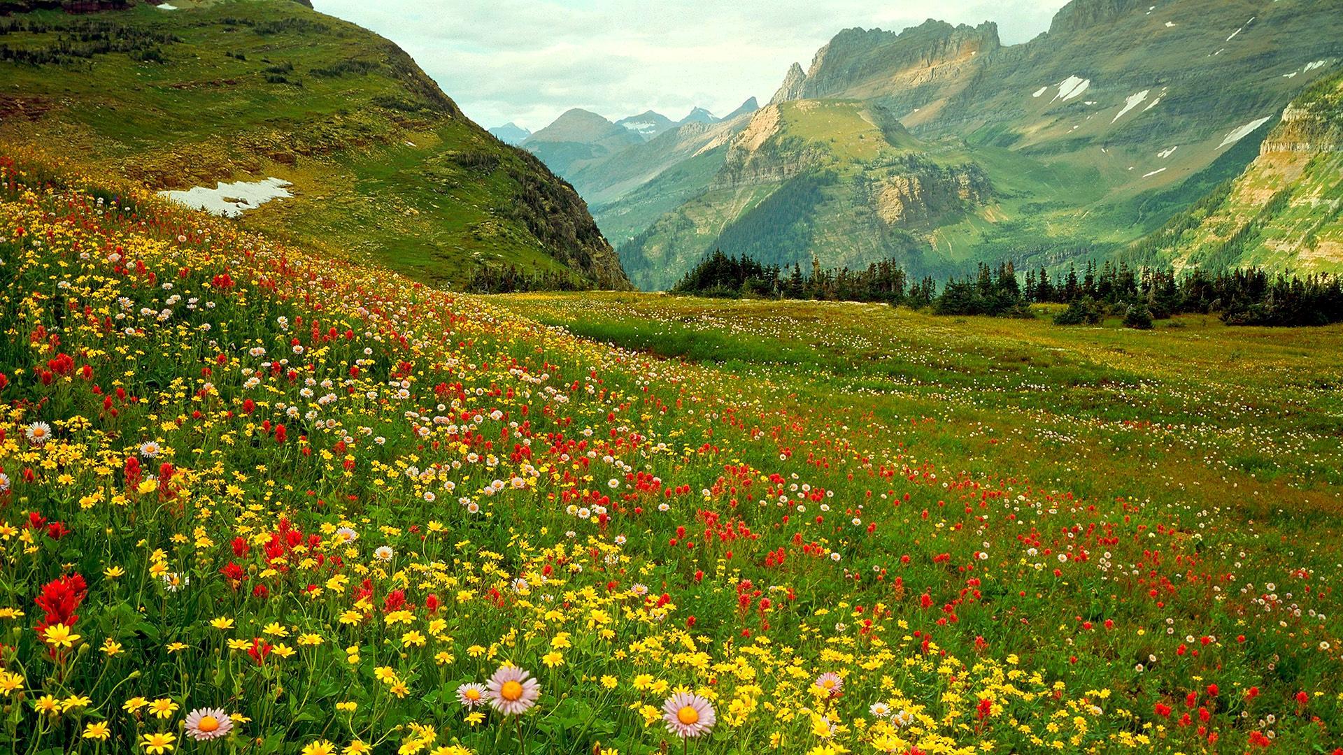 Alpine Wild Flowers HD Desktop Wallpaper Widescreen High