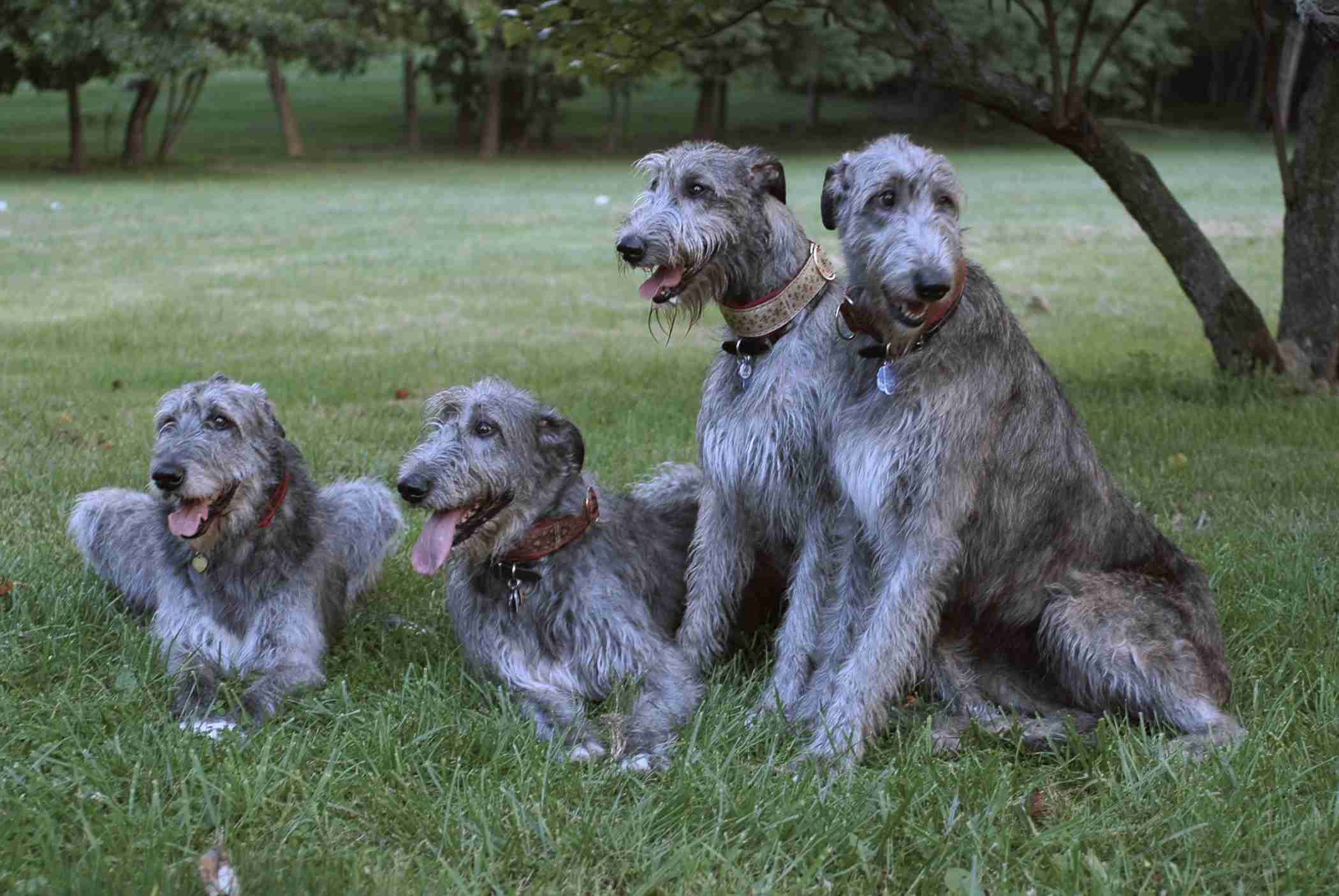 Irish Wolfhound Dog Wallpaper Image Of