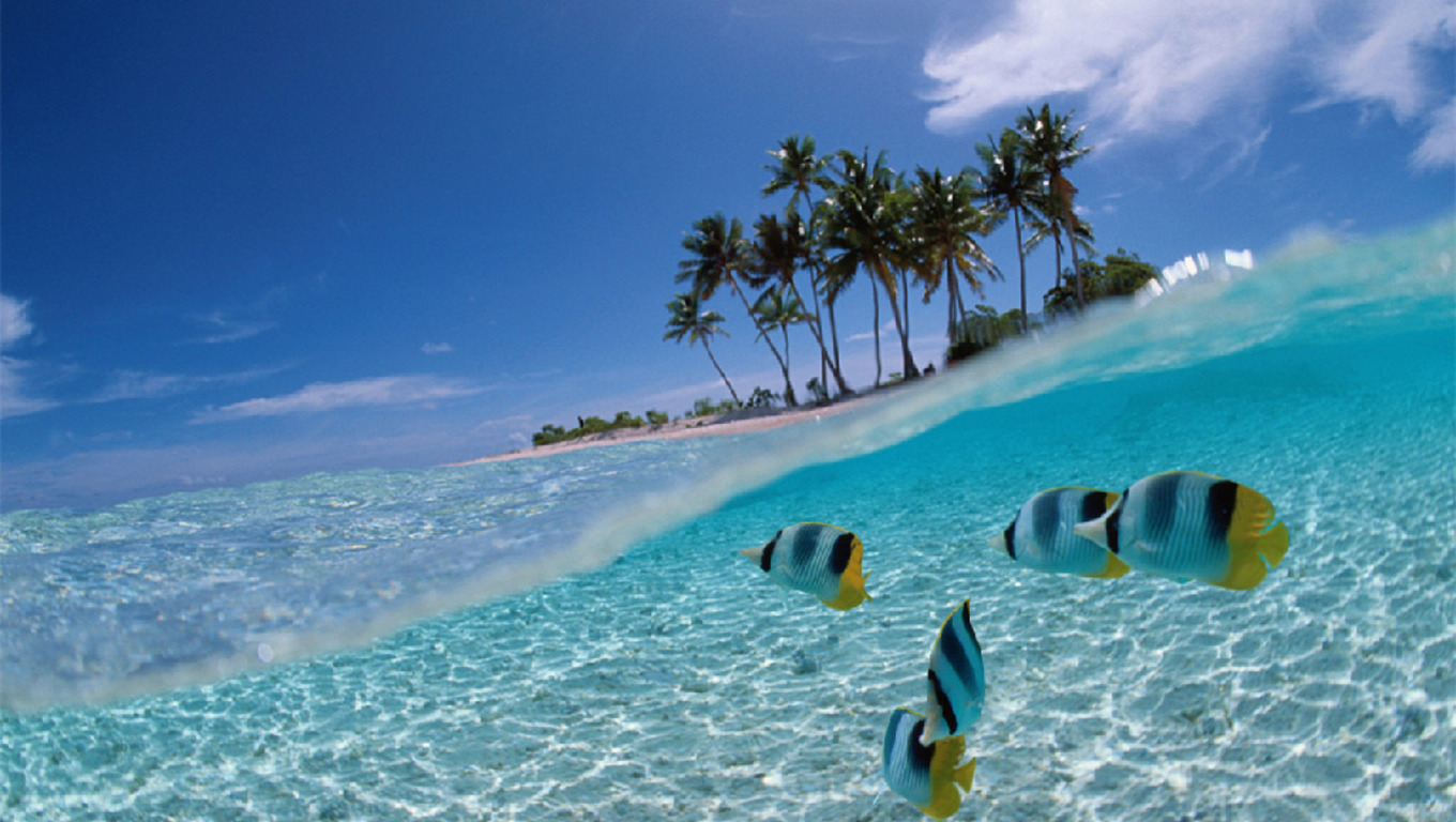 Tropical Fish iPad Wallpaper Pic
