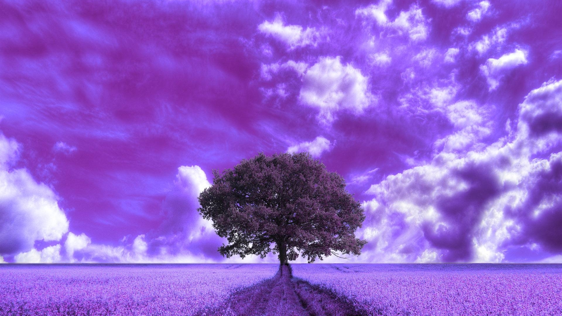Beautiful Purple Field Wallpaper In Nature With