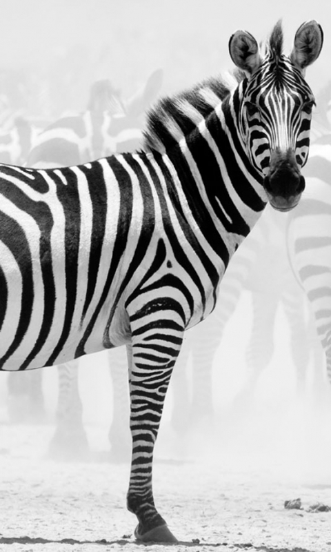 Zebra Wallpaper Apps For Android Phone