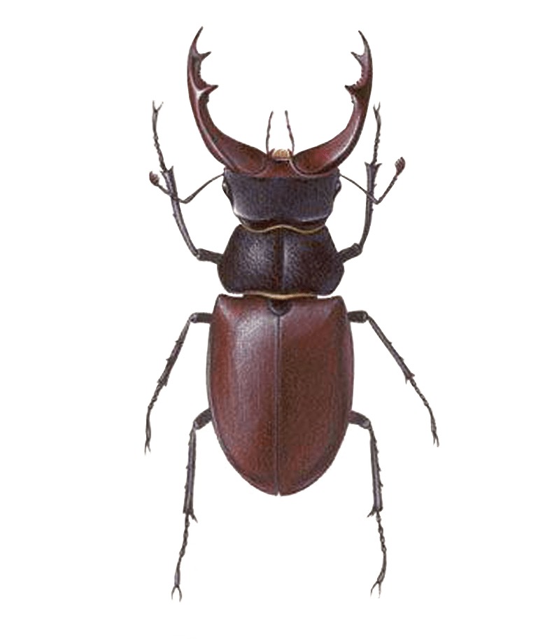 Stag Beetle No Background Insect Bug Image Png Image