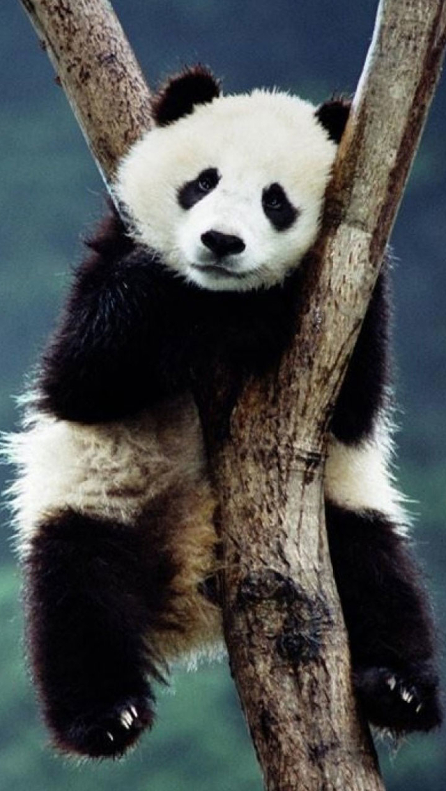 Cute Panda Wallpaper iPhone