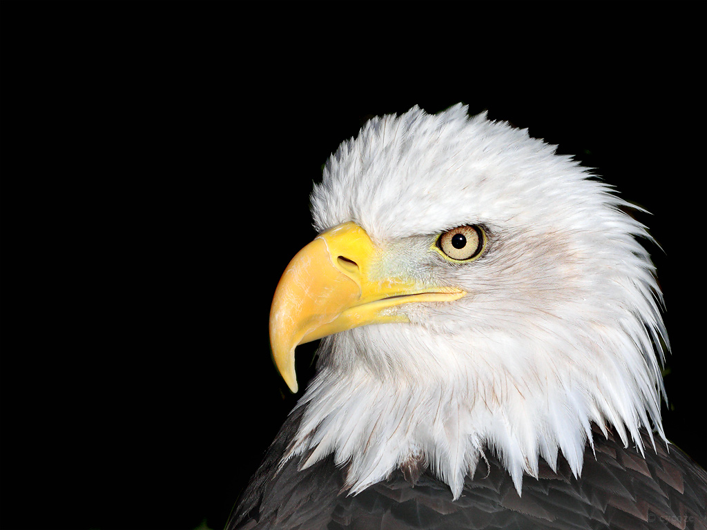Bald Eagle Head Picture
