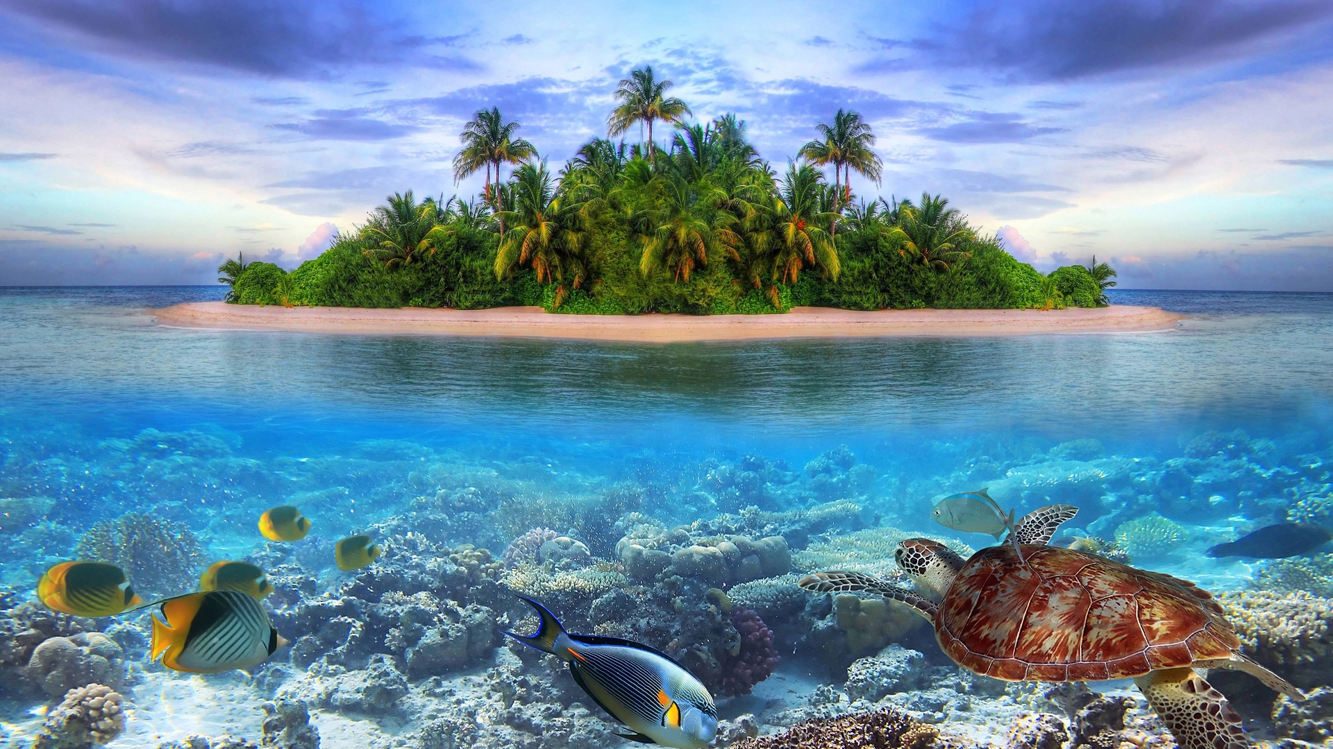 Marine Life Tropical Island 4k Ultra HD Wallpaper