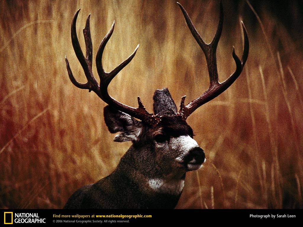 Mule Deer Wallpaper