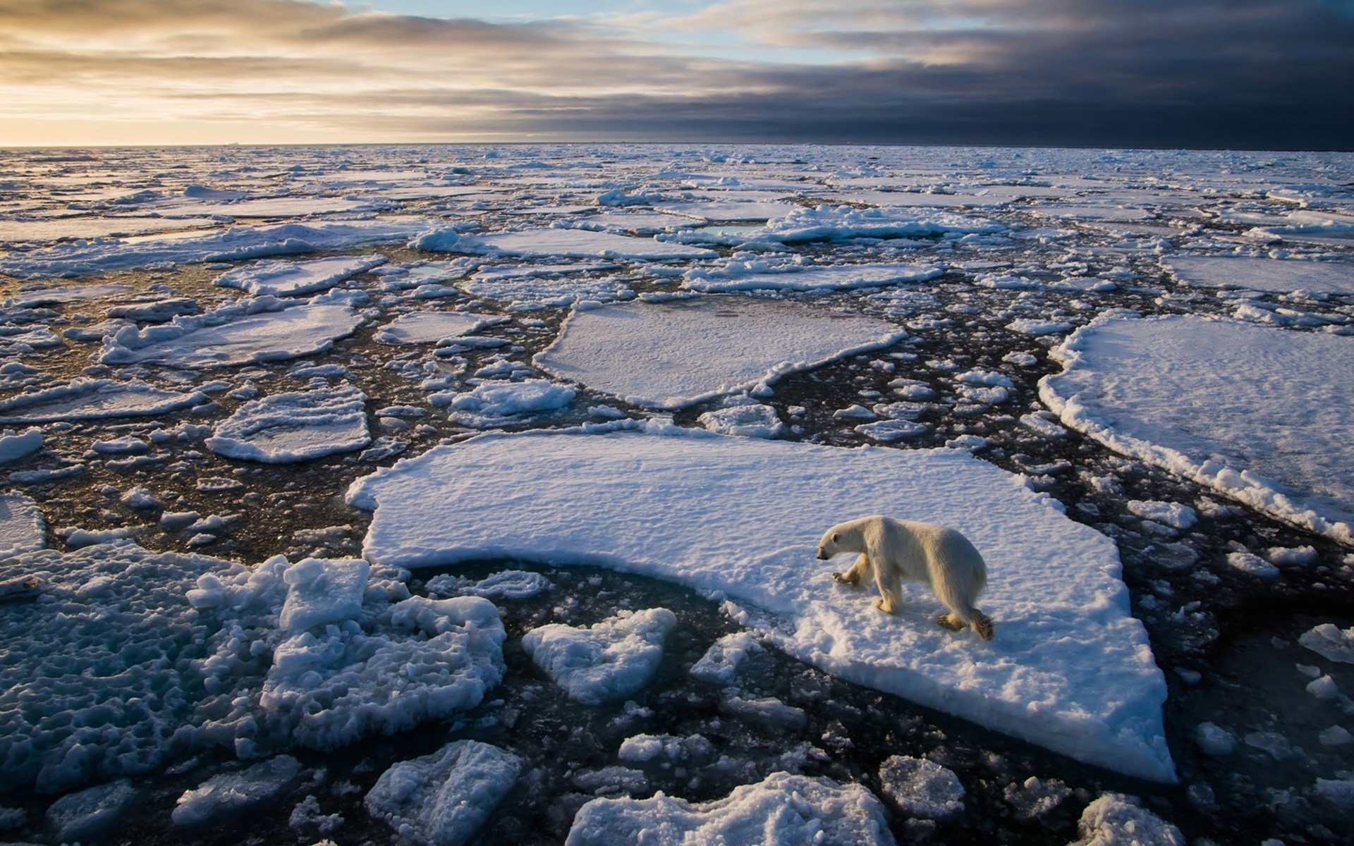 Polar Bear Ice Floe Ocean Arctic Winter G Wallpaper