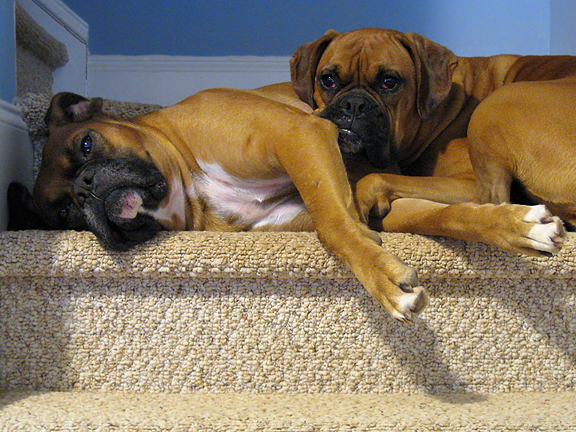 Boxer Wallpaper Puppy Pictures Breed Info