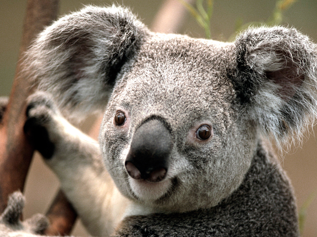 Koala Animal Desktop Wallpaper High Quality