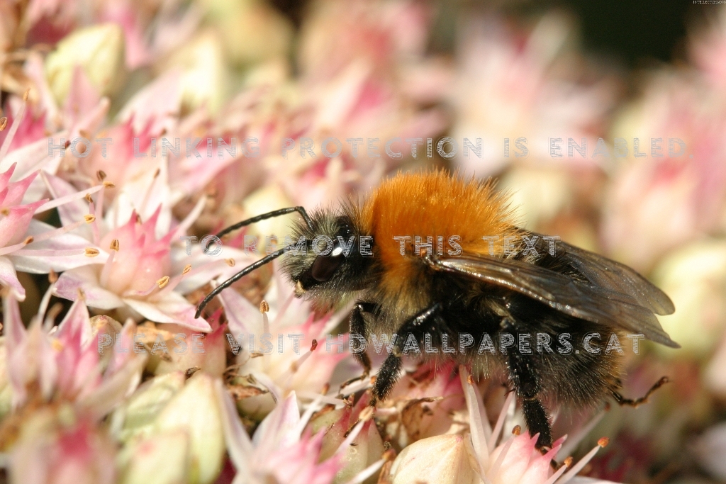 Bumble Bee And Flowers Lovely Orange Black