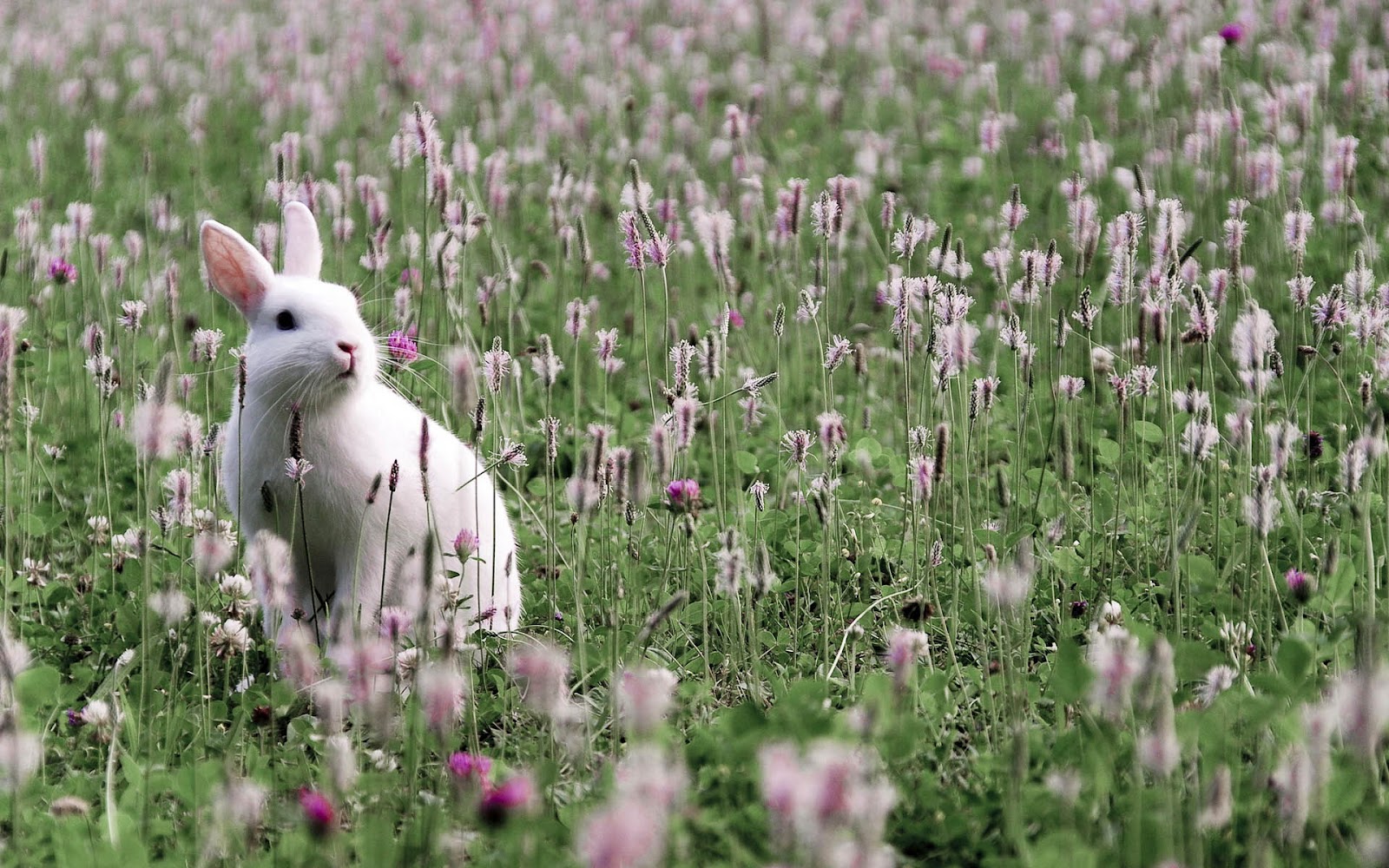 Rabbits Wallpaper With A White Rabbit And Flowers Grass Background