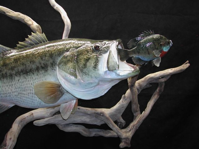 Mount And Large Mouth Bass Reproduction Pro Fish Taxidermy