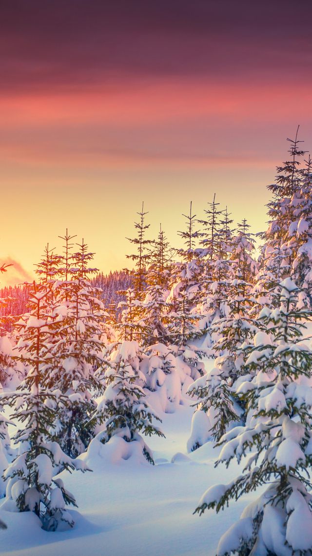 Wallpaper Pines 5k 4k 8k Snow Sunset Winter