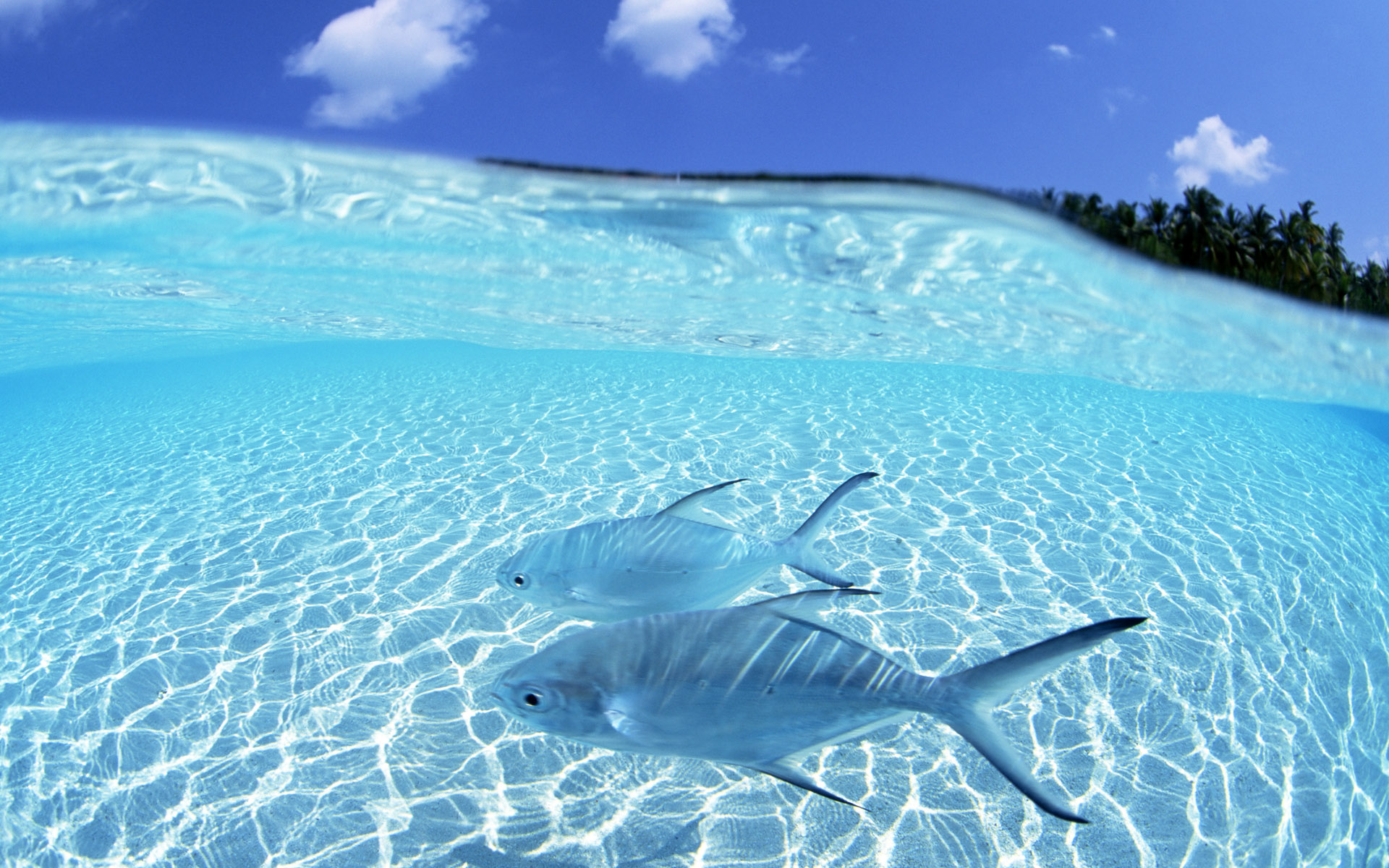 The Wallpaper Clear Sea Water Two Fishes In Light Blue Swimming