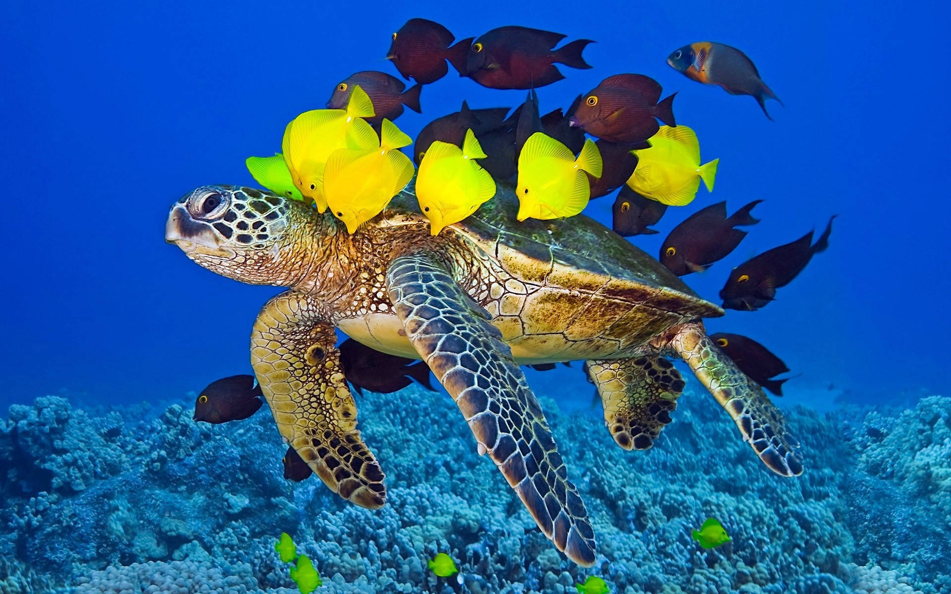 Cute Turtle Wallpaper