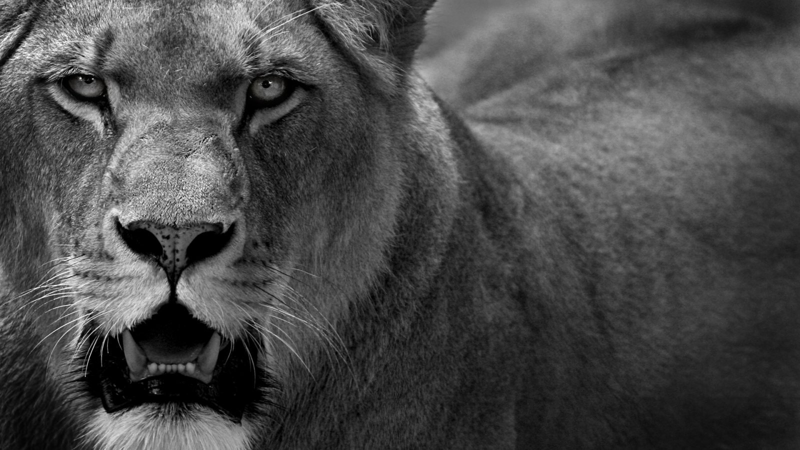 Liones in black and white HD Wallpaper   HD Wallpaper Zone 1600x900