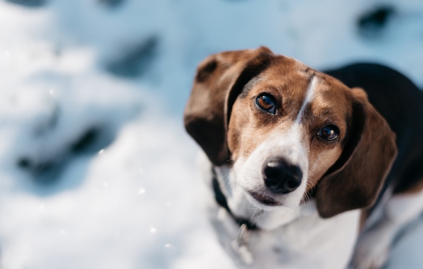 Wallpaper Beagle Dog Face Look