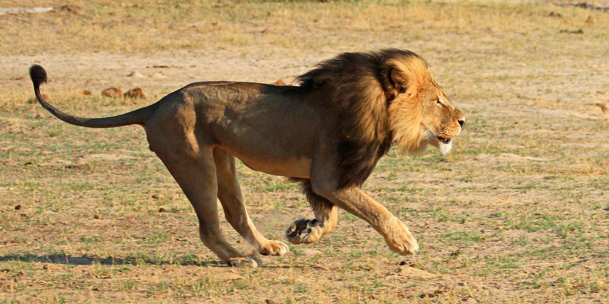 Image Lion Park Jpg Pc Android iPhone And iPad Wallpaper