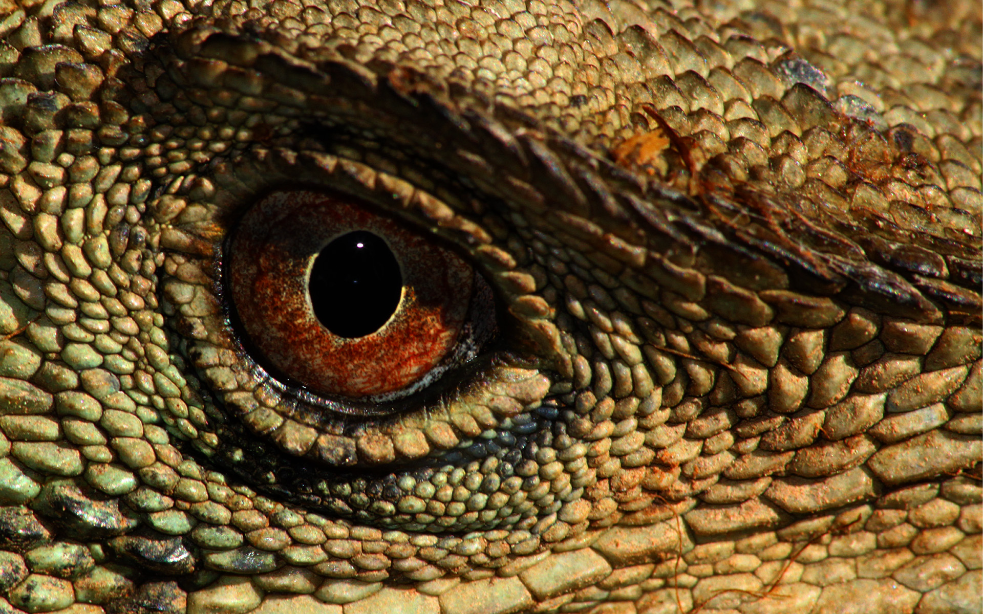 Reptile Puter Wallpaper Desktop Background