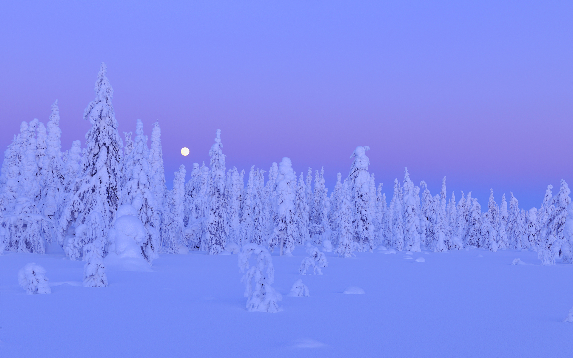 Wallpaper Snow Trees Forest Winter Moon Night Kuusamo