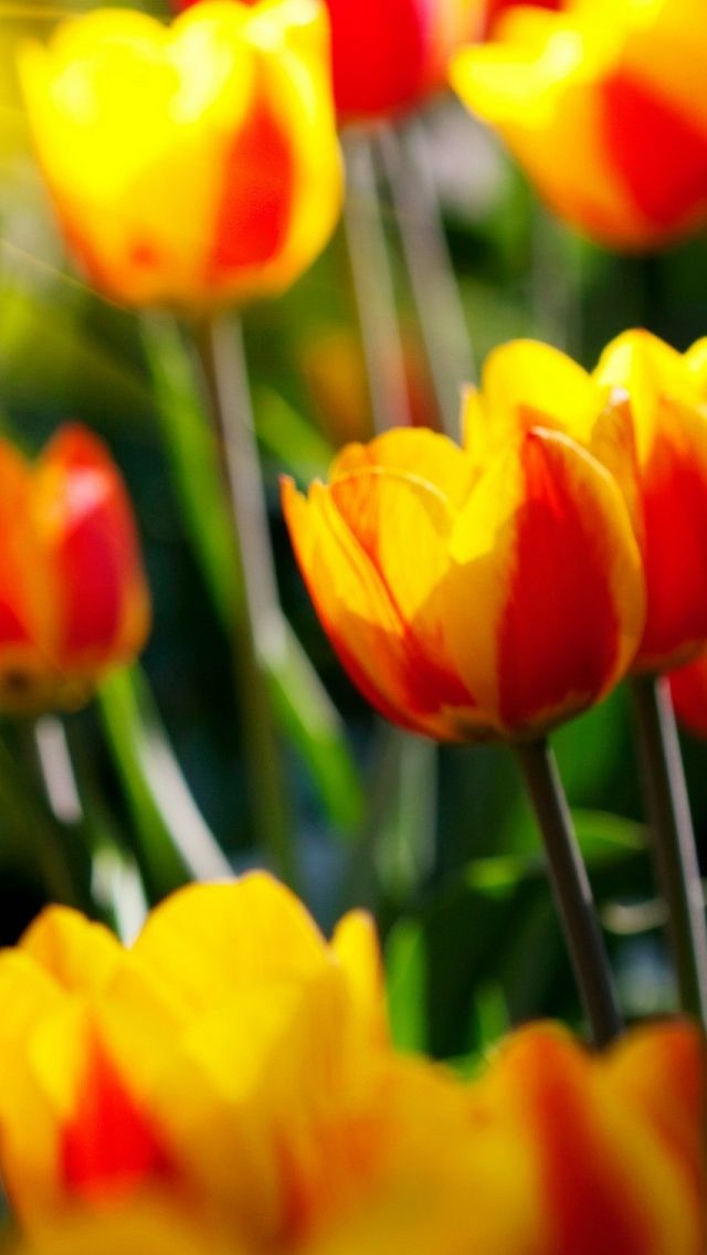 Red And Yellow Tulips Wallpaper For iPhone 5s