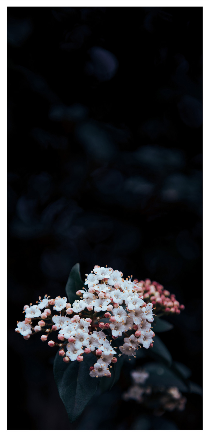 Dark Style Wildflower Cell Phone Wallpaper Background Image