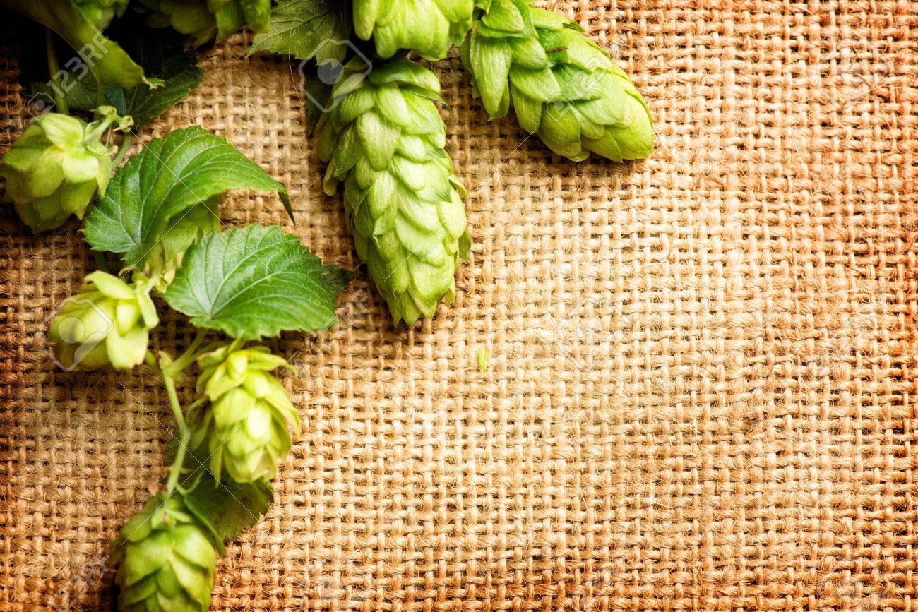 Hop Branch Close Up Over Burlap Background Beer Production